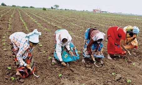 Cotton Sowing in Punjab